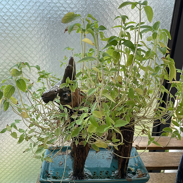 aureaさんの部屋