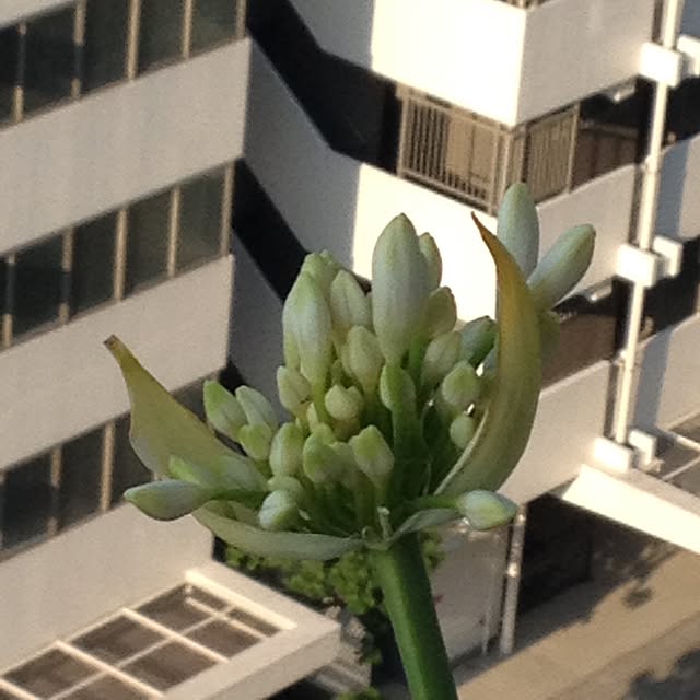 Shellwreathさんの実例写真