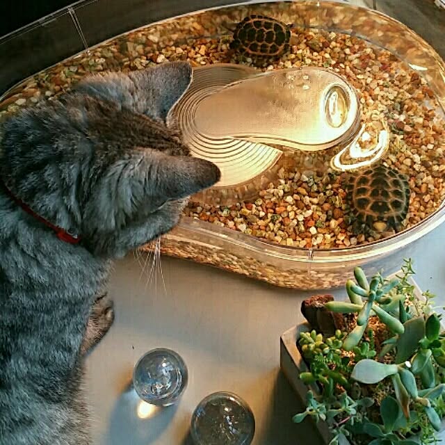 kanabunさんの実例写真