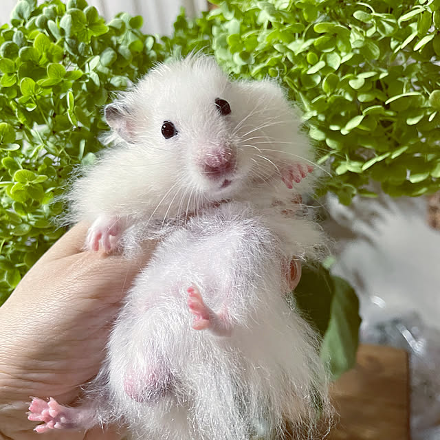 emiさんの実例写真