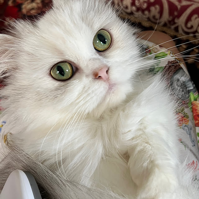 AYUKOさんの実例写真