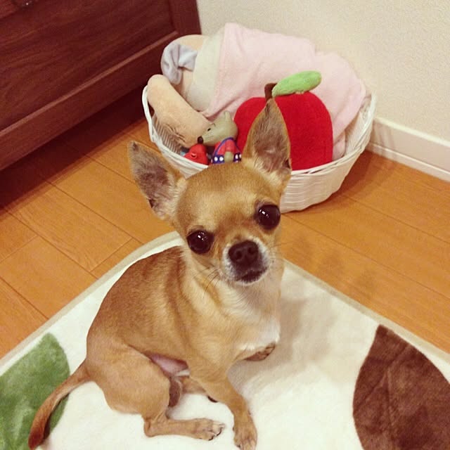 purinmamaさんの実例写真
