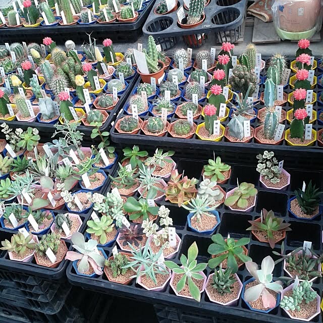 383junkさんの実例写真