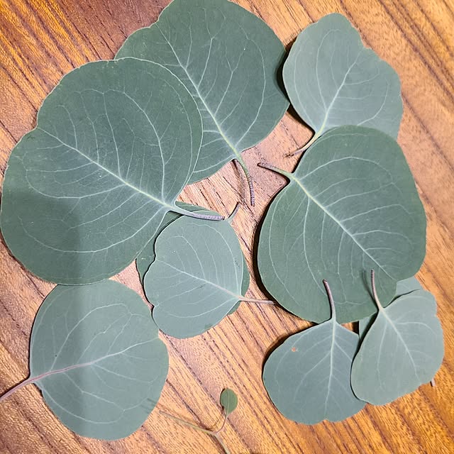 Rubiconさんの部屋