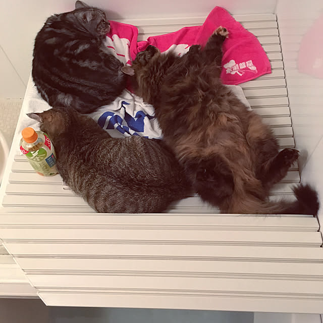 mikomaruさんの実例写真