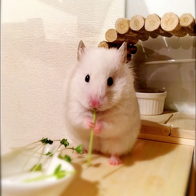 DORAさんの実例写真