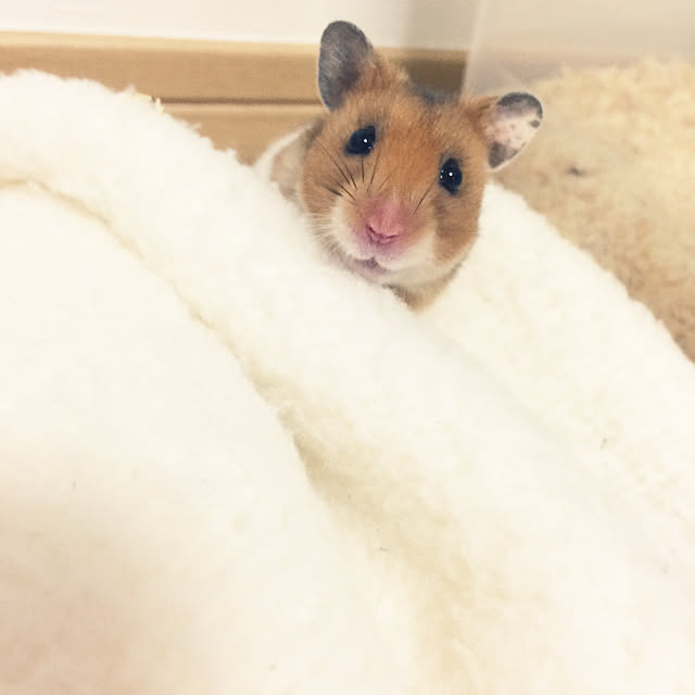 Rさんの実例写真