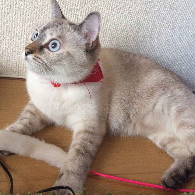 nachuさんの実例写真
