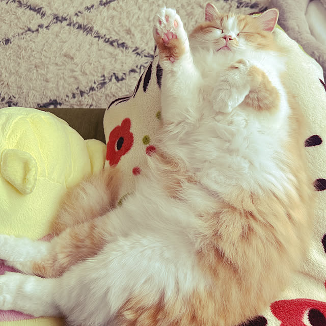 junさんの実例写真