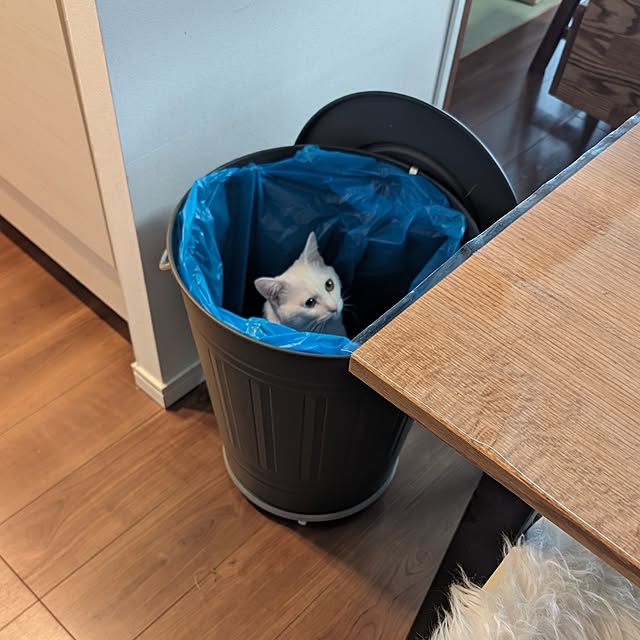 necoさんの実例写真