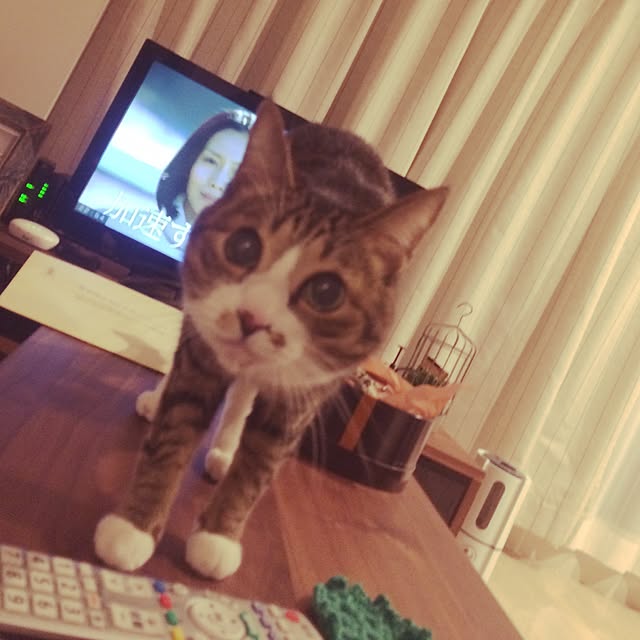 ayapiiiiceさんの実例写真