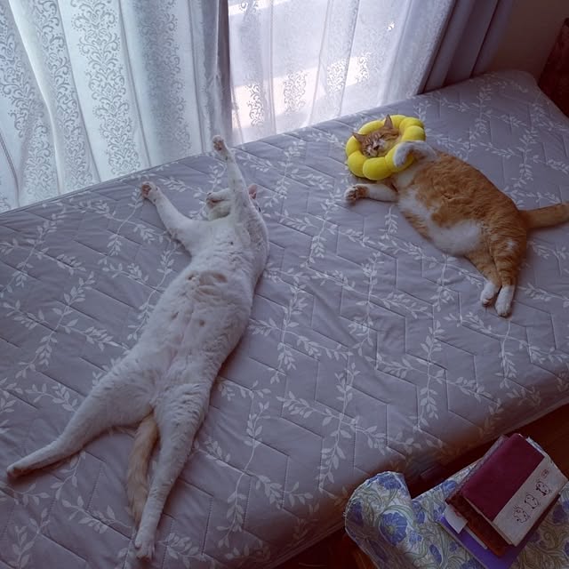 NOAHさんの実例写真
