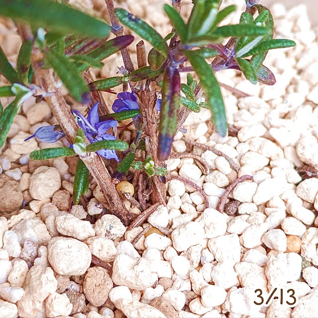 mi-saさんの部屋