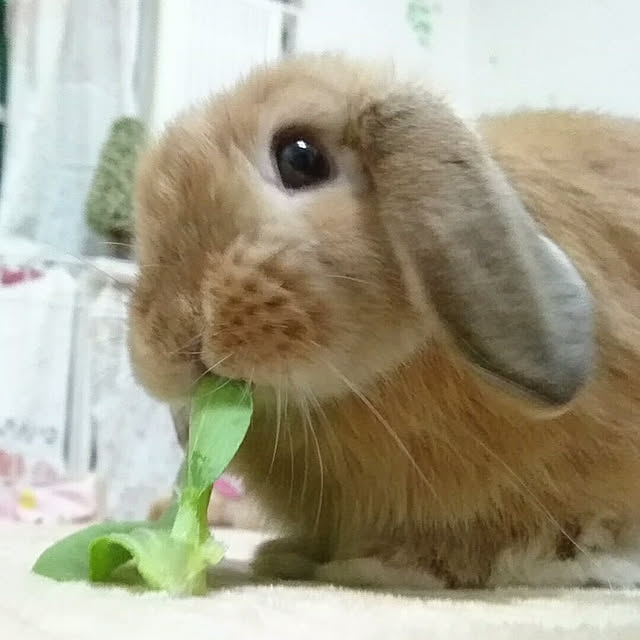 ruruさんの実例写真