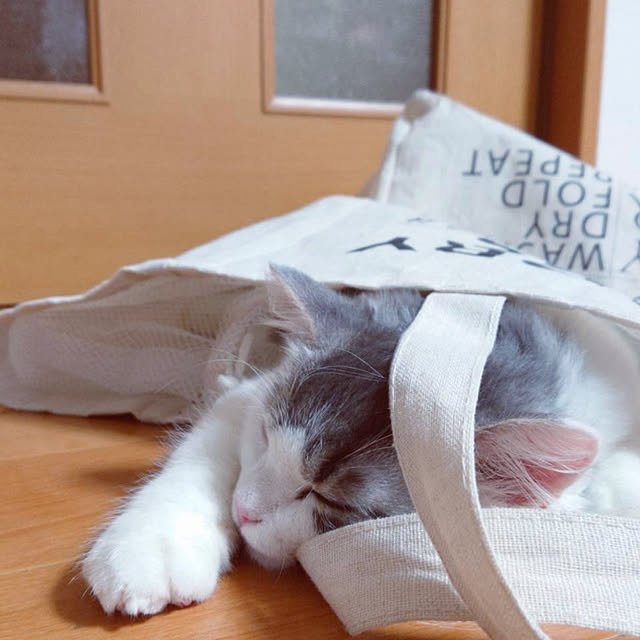 koyurizuさんの実例写真
