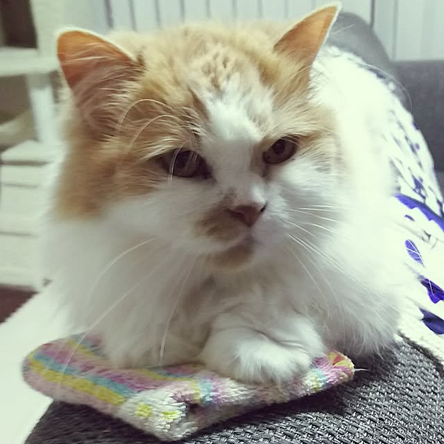 nonkoさんの実例写真