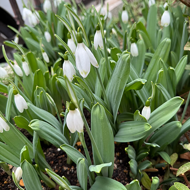mamizaさんの実例写真