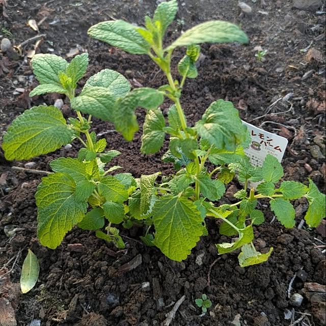 minnieさんの部屋