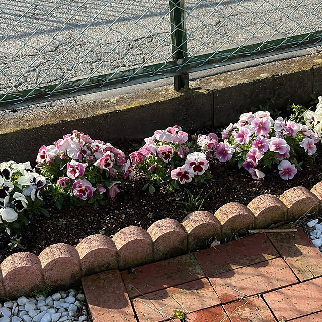 玄関/入り口/花/庭/花壇/花壇の花...などのインテリア実例 - 2025-04-06 07:26:19