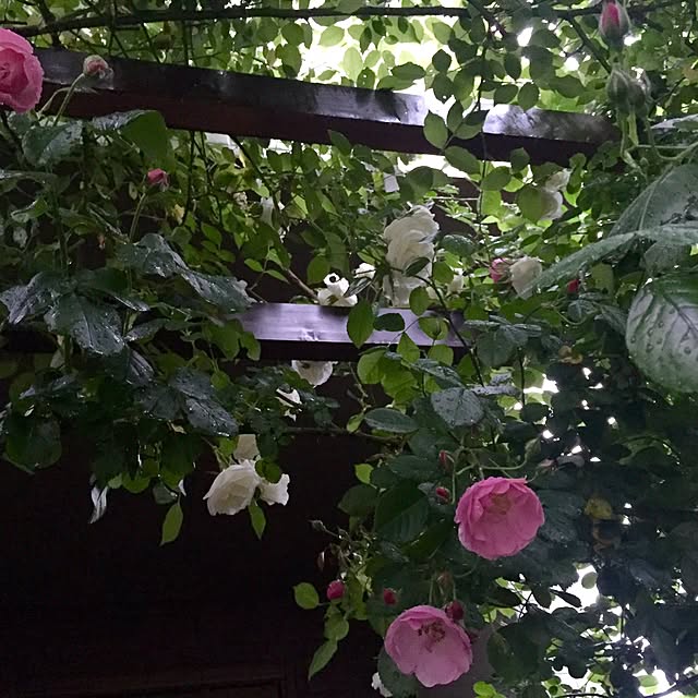 butachanさんの実例写真