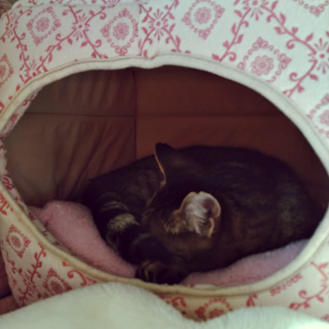 lilyさんの実例写真