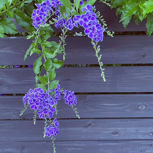 poemwalkさんの実例写真