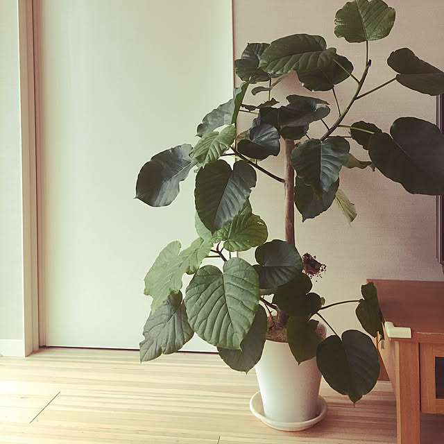 tsukamariさんの実例写真