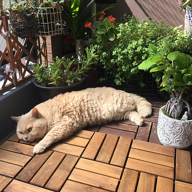 naokoさんの部屋