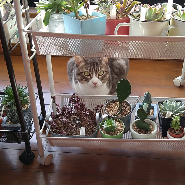 caffeineさんの実例写真