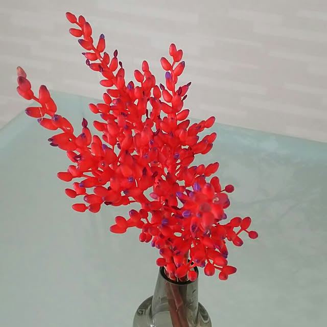 Shihoさんの実例写真