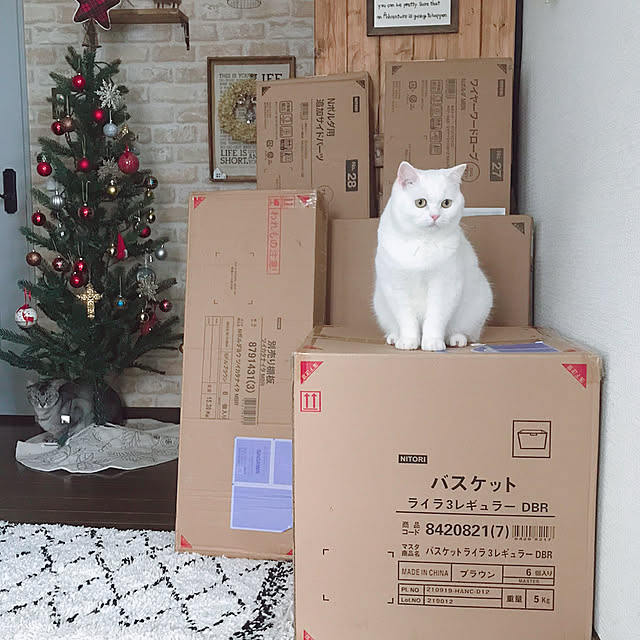 kotoriさんの実例写真