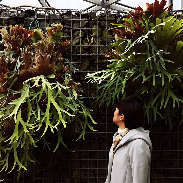 実例写真