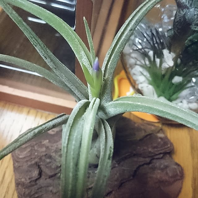Kanayoさんの実例写真