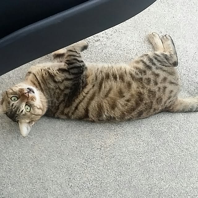 lemoned1126さんの実例写真