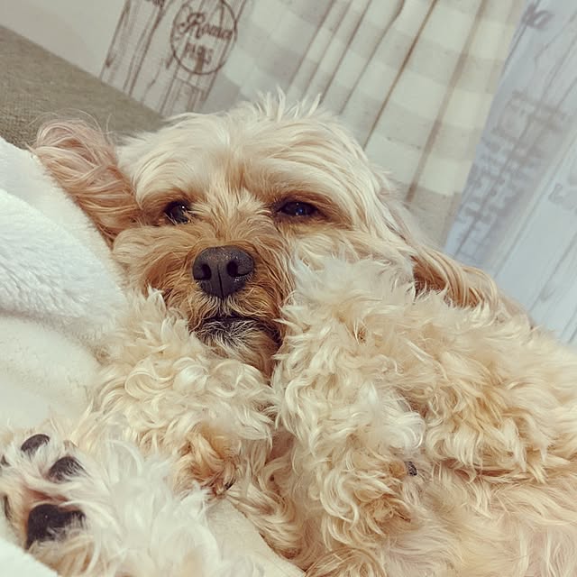 yvvk1さんの実例写真