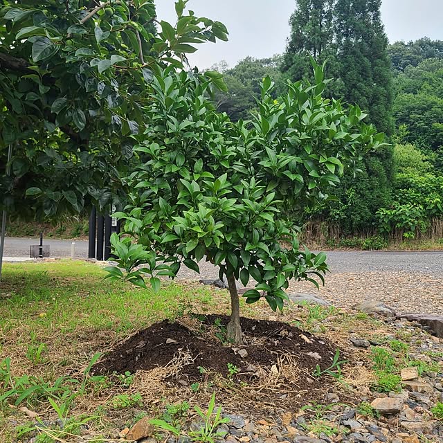 Rubiconさんの部屋