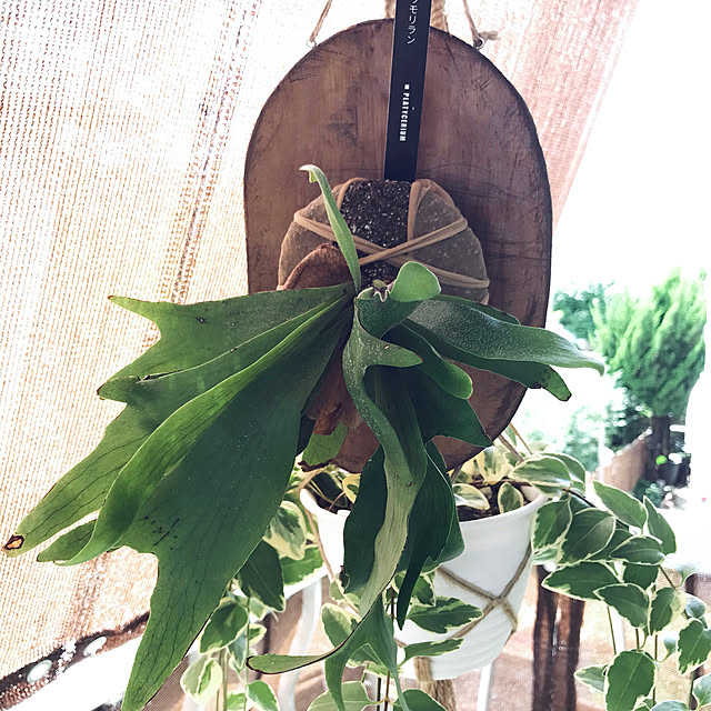 tararaさんの実例写真