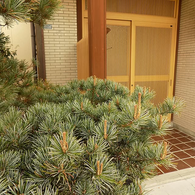 ruapyさんの実例写真