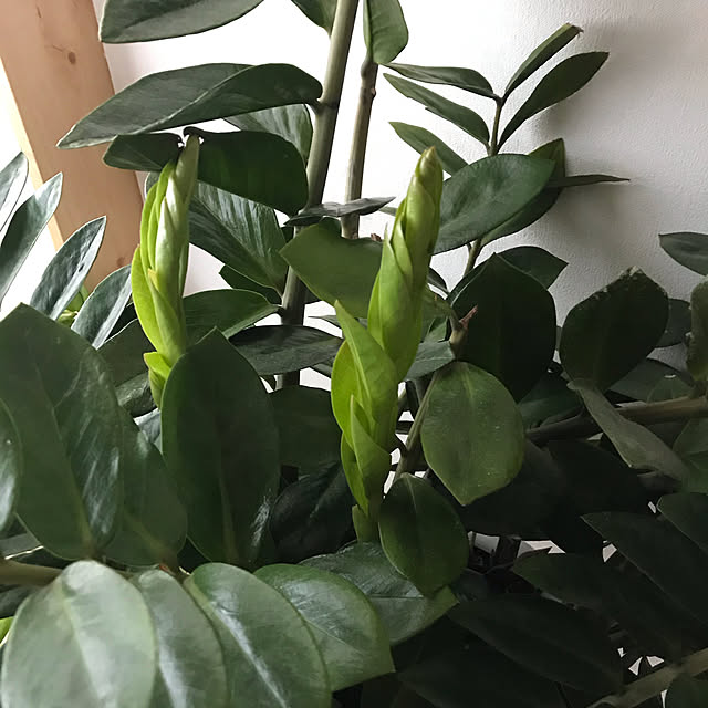 観葉植物/部屋全体のインテリア実例 - 2021-02-21 16:47:07