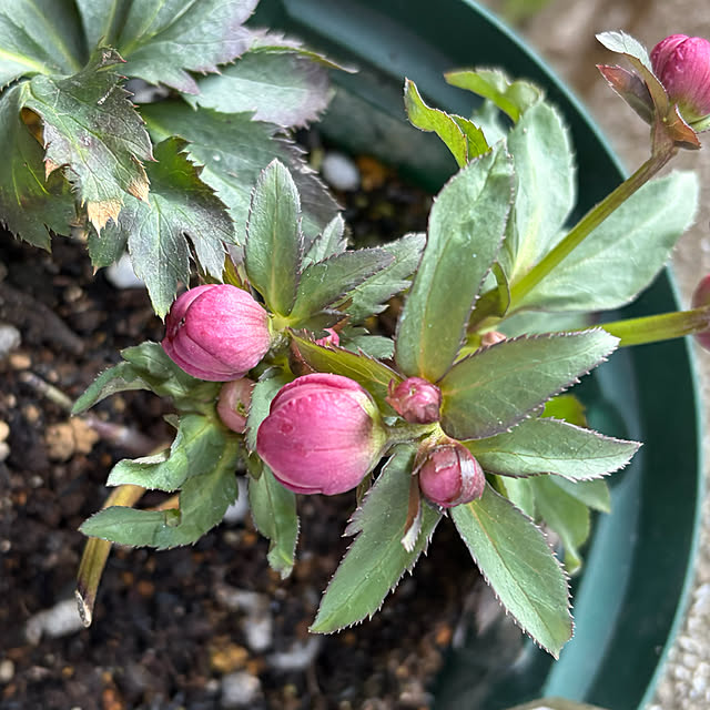 buchiさんの部屋