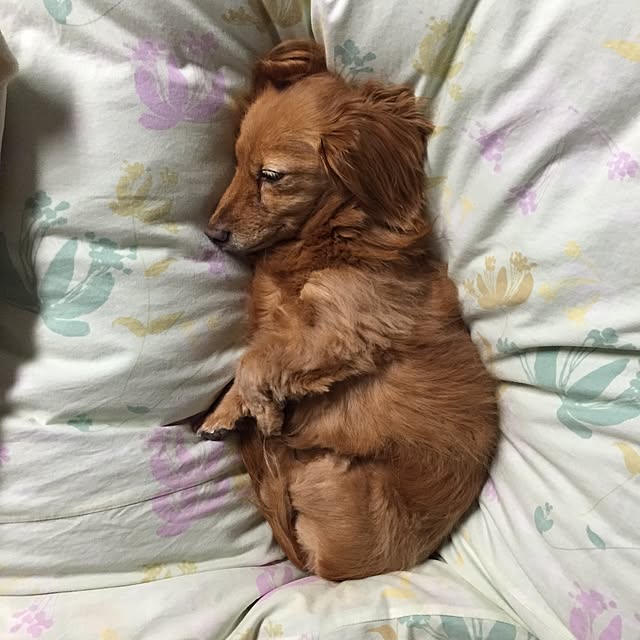 sakuさんの実例写真