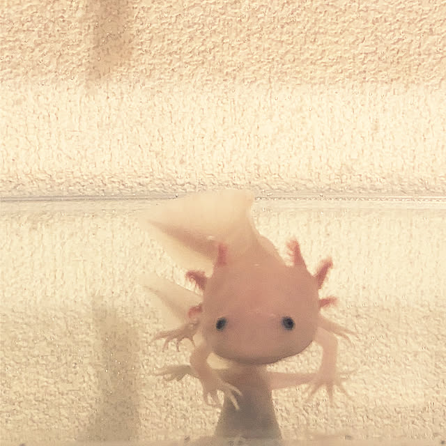 nickさんの実例写真