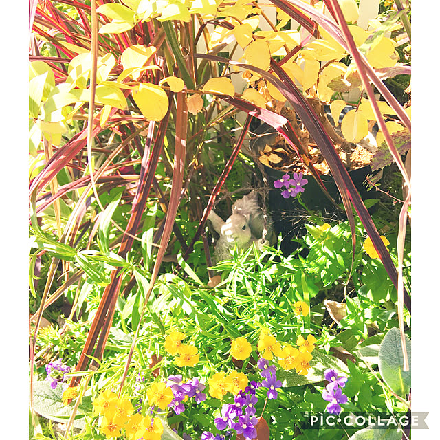 niji7さんの実例写真