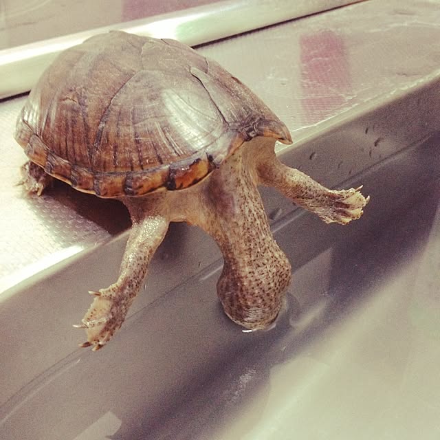 Ikumuさんの実例写真