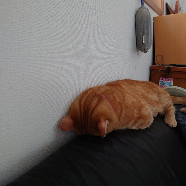 shinobuさんの実例写真