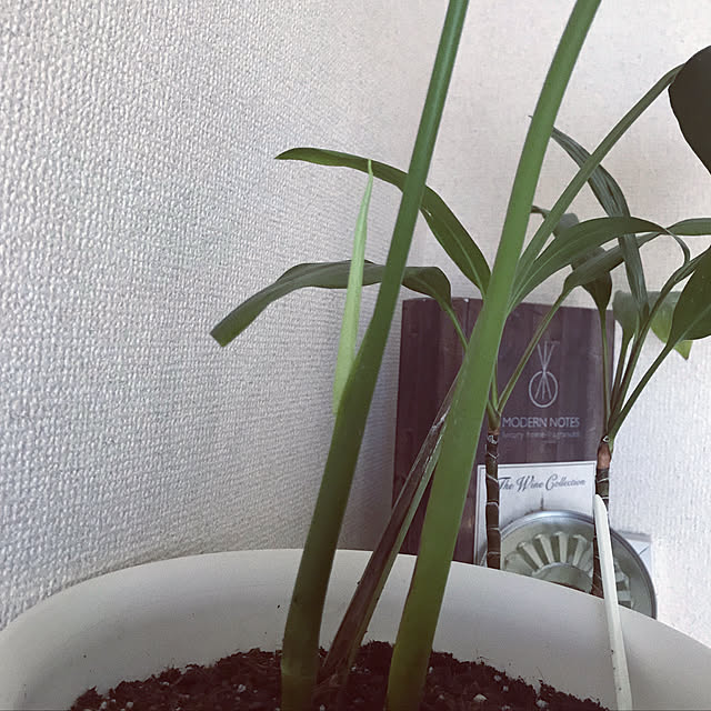 nonkichiさんの実例写真
