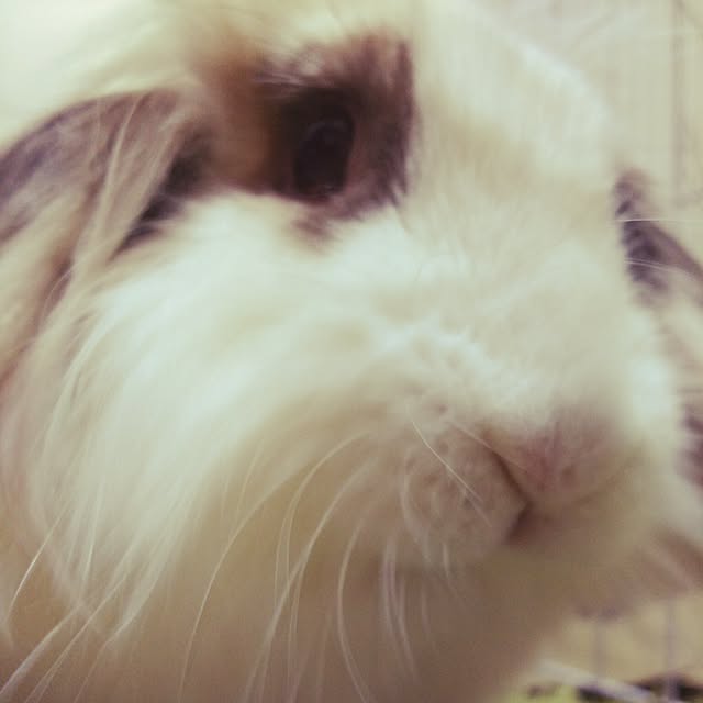WASABIさんの実例写真