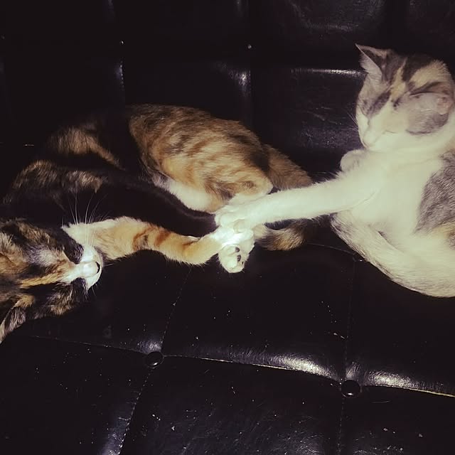 catLoverさんの実例写真