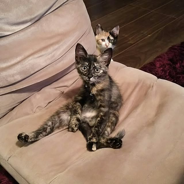 chamakonanさんの実例写真