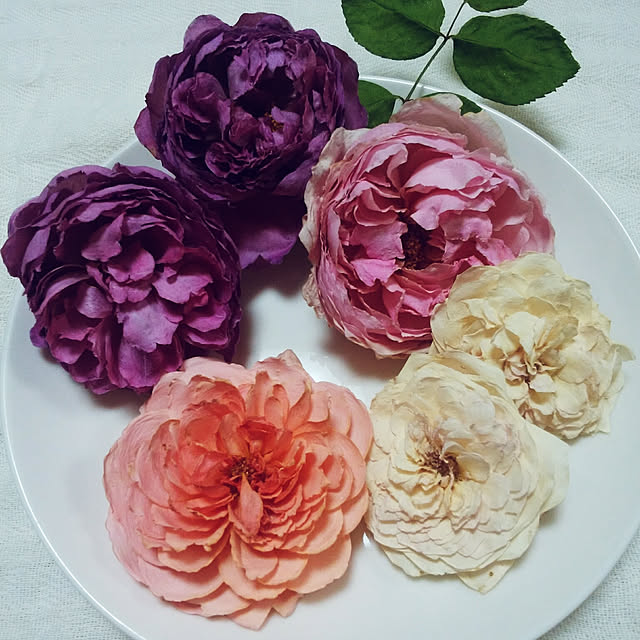 yum0408さんの実例写真